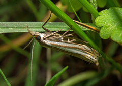 Crambus laqueatellus