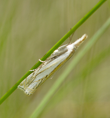 Crambus saltuellus
