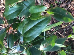 Smilax smallii