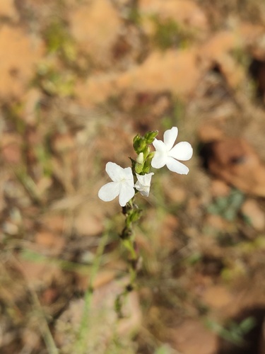 Striga angustifolia observed 2025-09-23