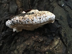 Rigidoporus ulmarius