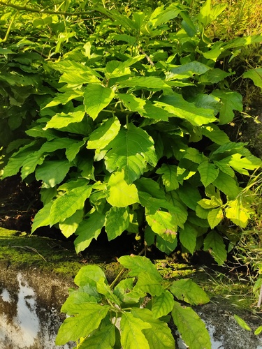 Baliospermum observed 2025-09-23