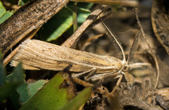 Thaumatopsis pexellus