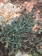 Euphorbia inaequilatera