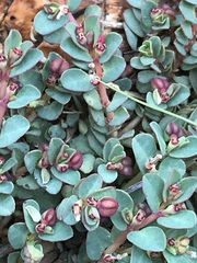 Euphorbia inaequilatera