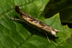 Prionapteryx achatina