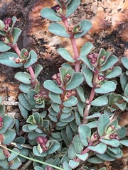 Euphorbia inaequilatera