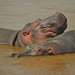 Hippopotamus amphibius kiboko - Photo (c) Jenny Pansing, μερικά δικαιώματα διατηρούνται (CC BY-NC-SA)