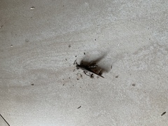 Schistocerca literosa