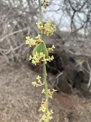 Cryptocarpus pyriformis