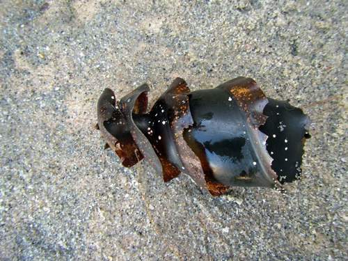 Horn Shark, photo 5 of 7