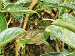 Chassalia gaertneroides