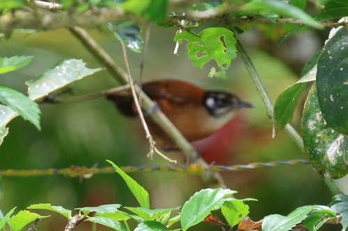 Bay Wren (Cantorchilus nigricapillus), photo 6