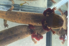 Necturus maculosus