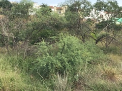 Senegalia berlandieri