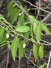 Vallesia