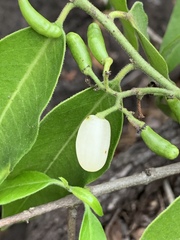 Vallesia