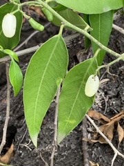 Vallesia