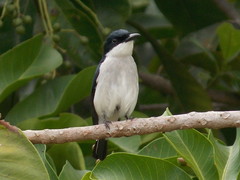 Hemipus hirundinaceus