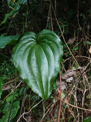 Stemona tuberosa