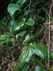 Stemona tuberosa