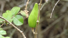 Strophanthus divaricatus