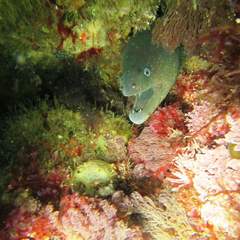 Gymnothorax mordax
