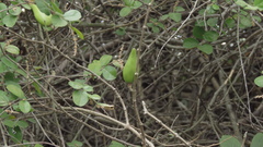 Strophanthus divaricatus