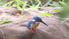 Alcedo semitorquata