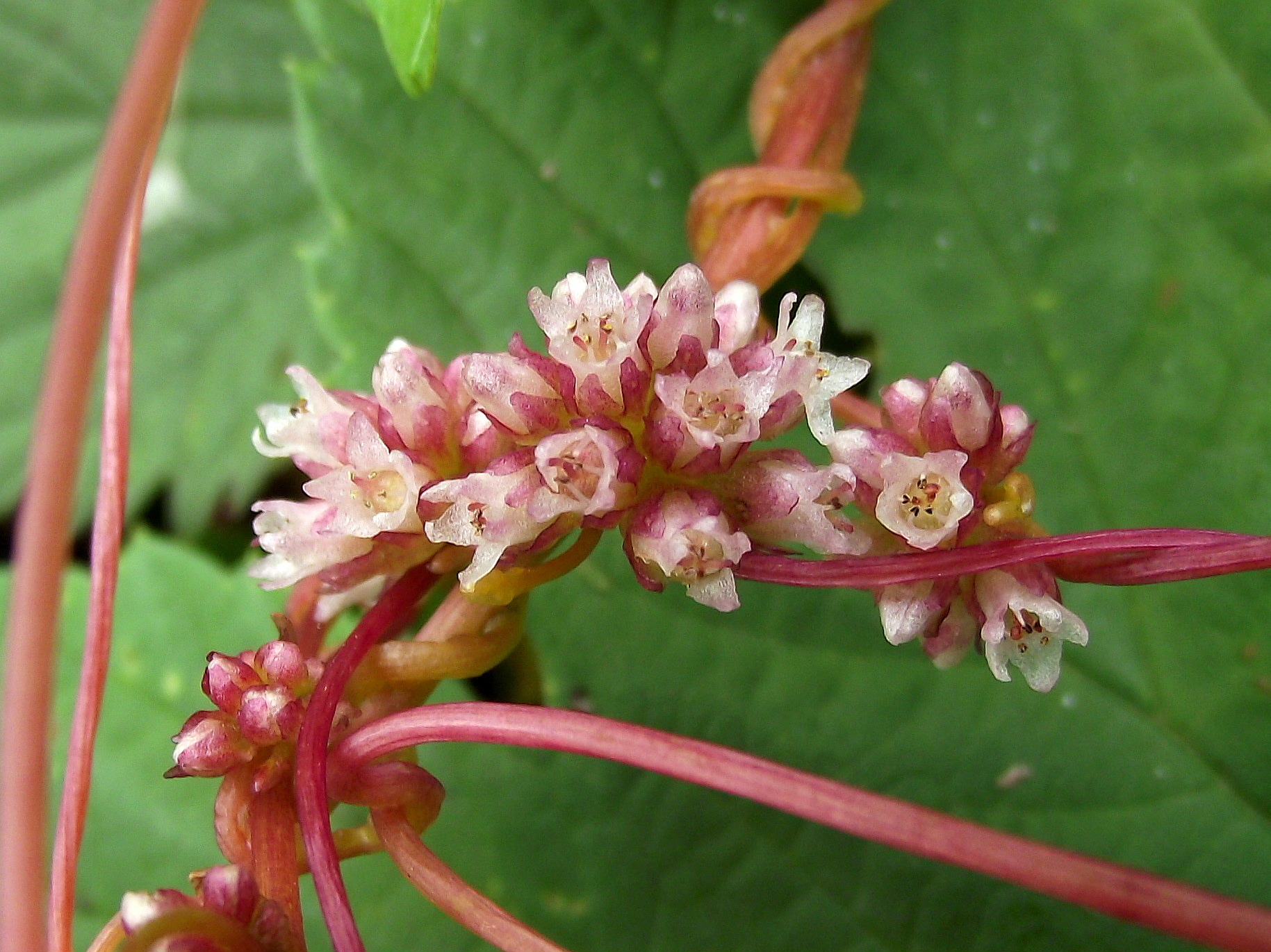 Cuscuta europaea