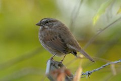 Melospiza melodia morphna