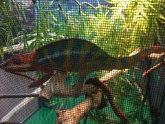 Chamaeleonidae