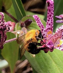 Bombus diversus