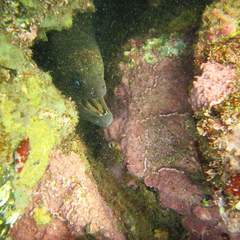 Gymnothorax mordax
