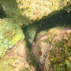 Gymnothorax mordax