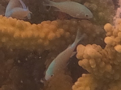 Chromis