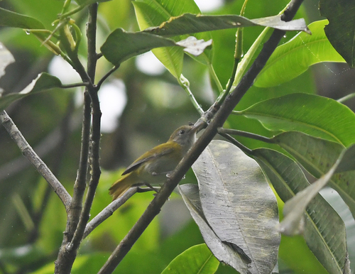 Subspecies Pachysylvia decurtata minor · iNaturalist