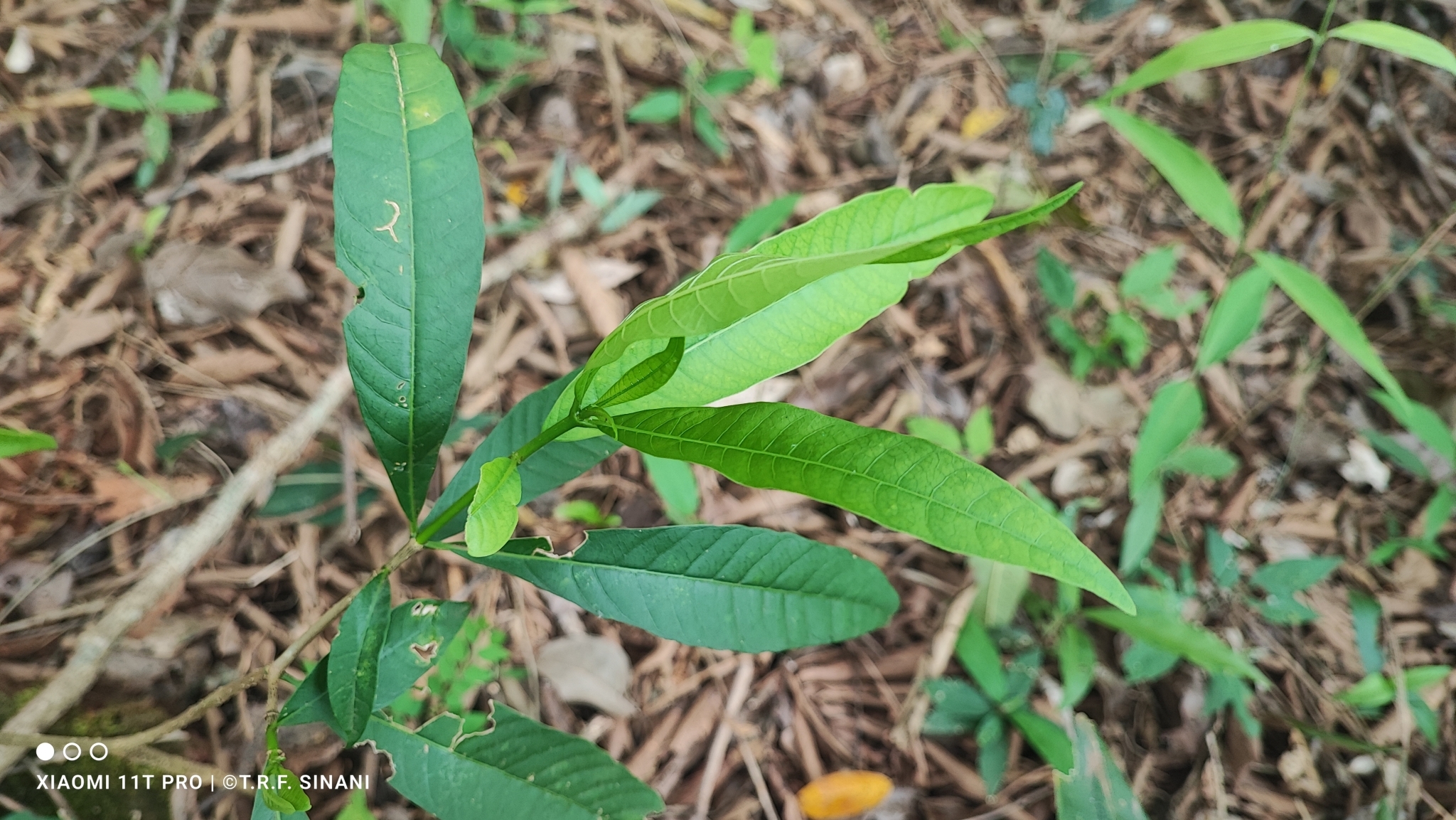Tabernaemontana catharinensis