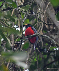 Trogon mesurus