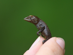 Stenocercus iridescens