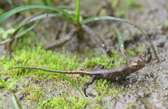 Stenocercus iridescens