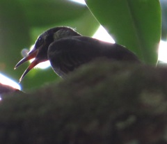 Bolemoreus frenatus
