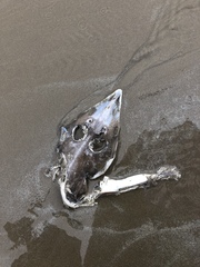 Pseudobatos horkelii