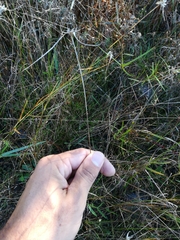 Rhynchospora colorata image
