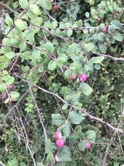 Symphoricarpos × chenaultii