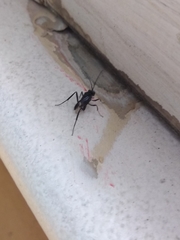 Evania appendigaster