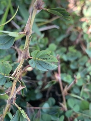 Chamaecrista kunthiana