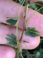 Chamaecrista kunthiana