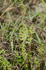 Phyllanthus maderaspatensis
