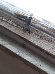 Evania appendigaster